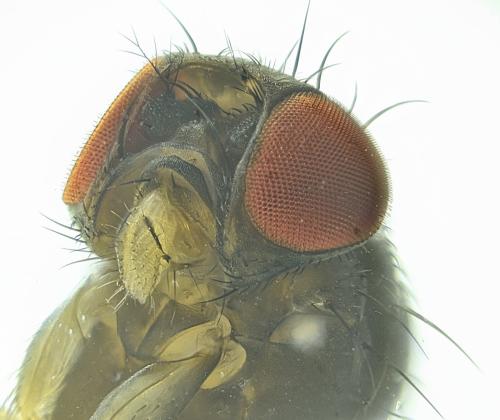 Drosophila sp.